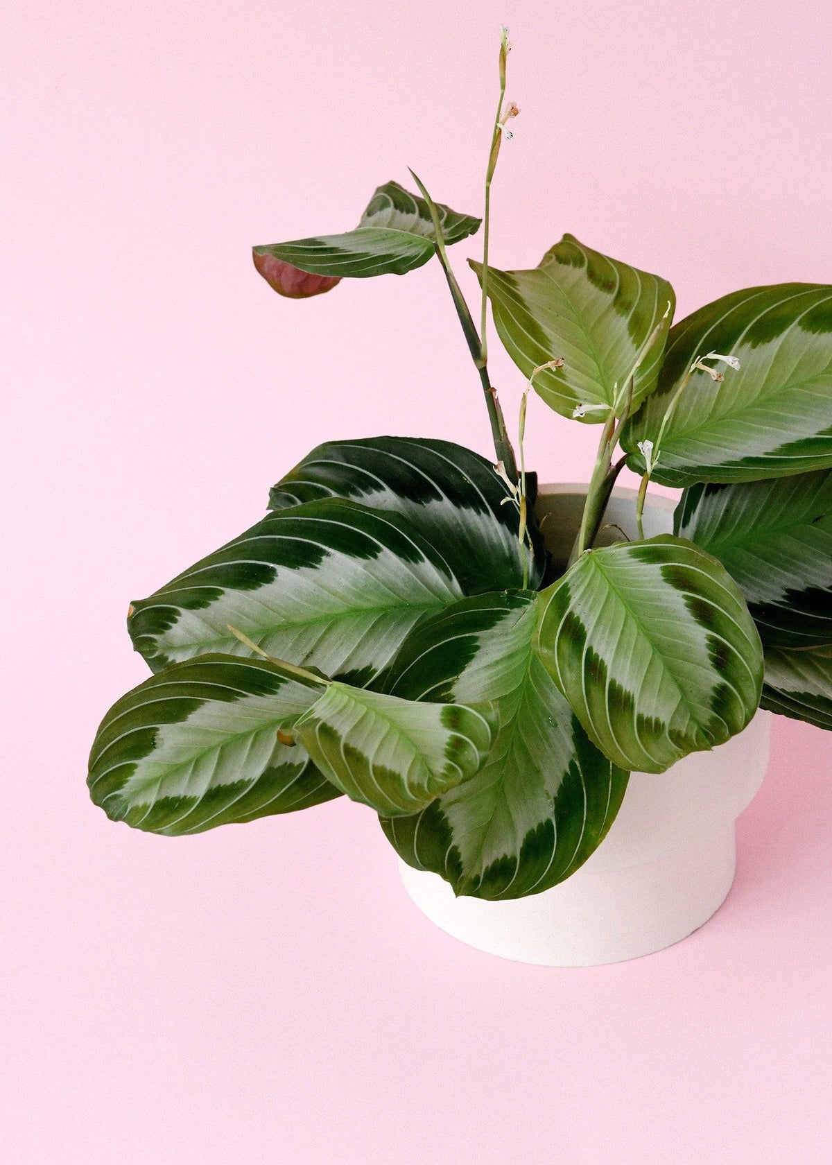 silver prayer plant Discover the Maranta Leuconeura Silver Band M, a stunning silver-variegated Prayer Plant. This medium-sized, pet-friendly plant is easy to care for and perfect for adding a touch of elegance to your space. -