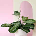 Maranta Leuconeura Silver Band M – Medium, Approx. 30.0cm height – 12.0cm Pot Default Title 1