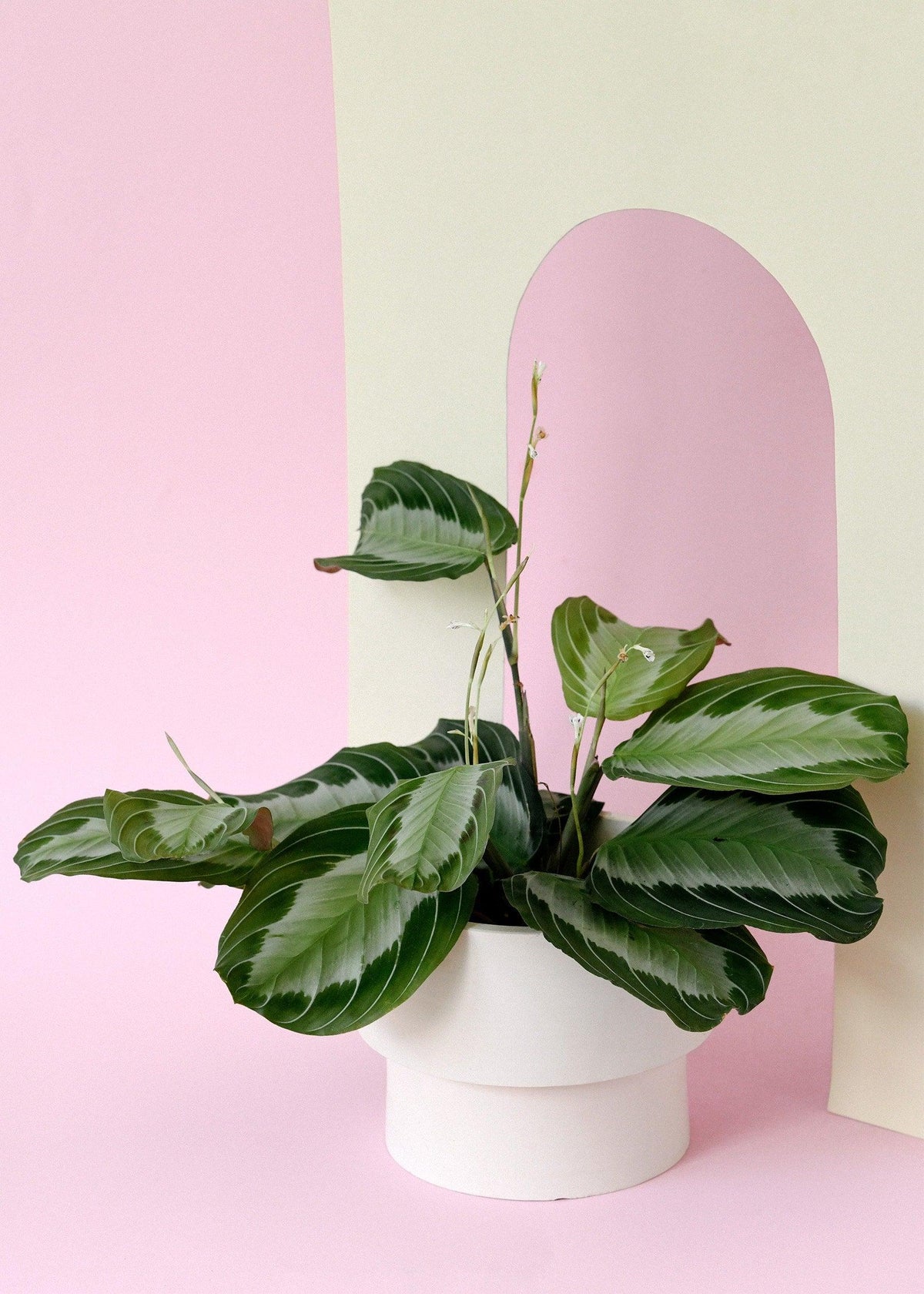 pink prayer plant Discover the Maranta Leuconeura Silver Band M, a stunning silver-variegated Prayer Plant. This medium-sized, pet-friendly plant is easy to care for and perfect for adding a touch of elegance to your space. -
