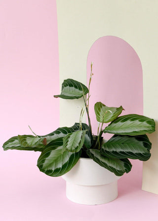 Maranta Leuconeura Silver Band M – Medium, Approx. 30.0cm height – 12.0cm Pot Default Title 1