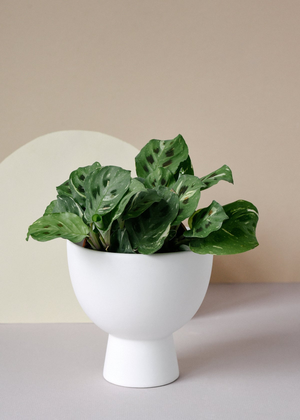 Maranta leuconeura ‘Kerchoveana variegata’ 