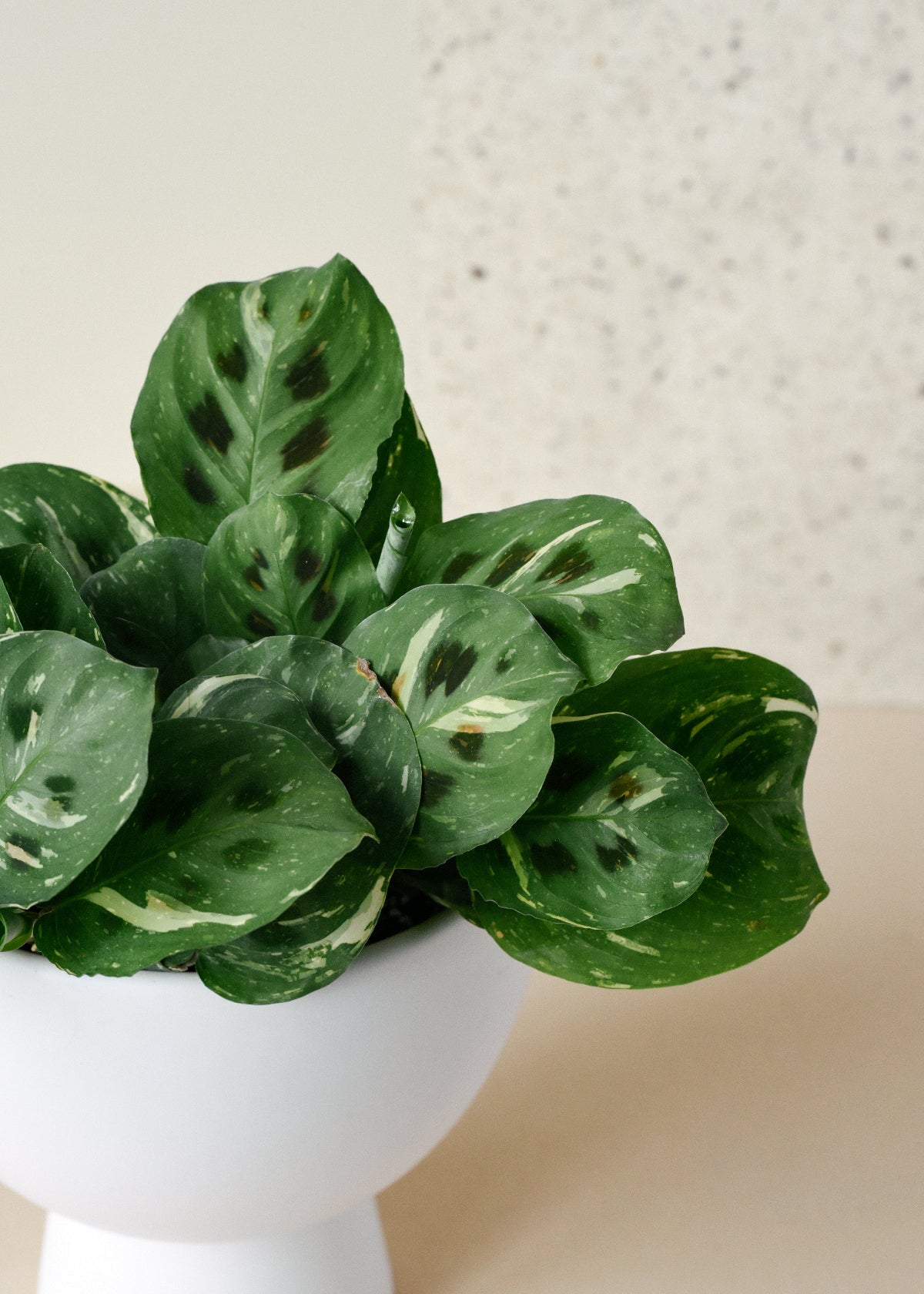 Maranta leuconeura ‘Kerchoveana variegata’ 