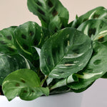 Maranta leuconeura ‘Kerchoveana variegata’ 