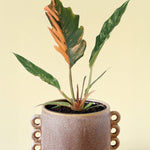 Philodendron 'Caramel Marble' Medium