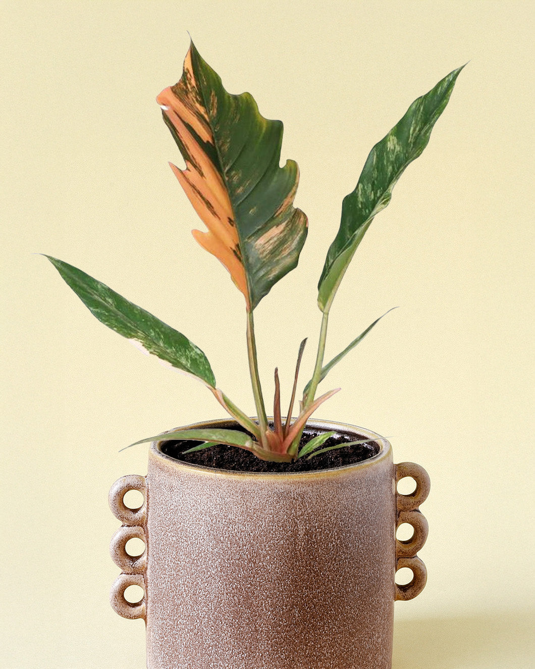 Philodendron 'Caramel Marble' Medium