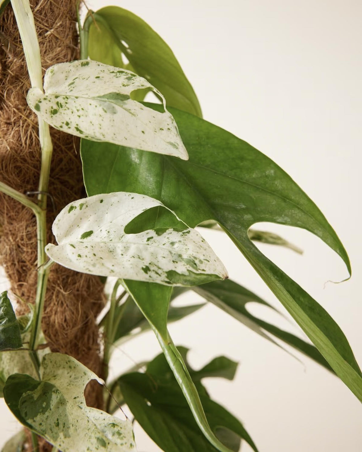 Close-up of a Epipremnum pinnatum 'Marble Variegata'  with heart-shaped leaves against a neutral background on a moss pole