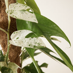 Close-up of a Epipremnum pinnatum 'Marble Variegata'  with heart-shaped leaves against a neutral background on a moss pole