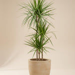 dracaena marginata online Dracaena Marginata XL