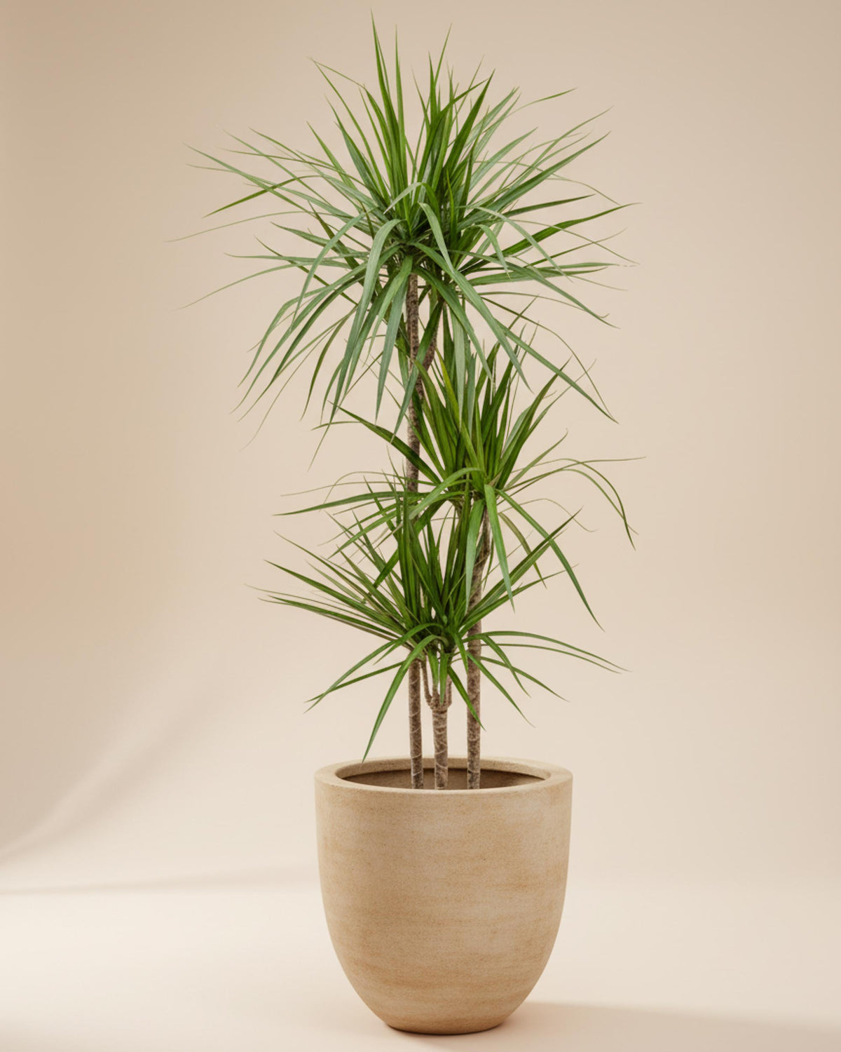 Dracaena Marginata Groß, ca. 140 cm hoch – 24,0 cm Topf