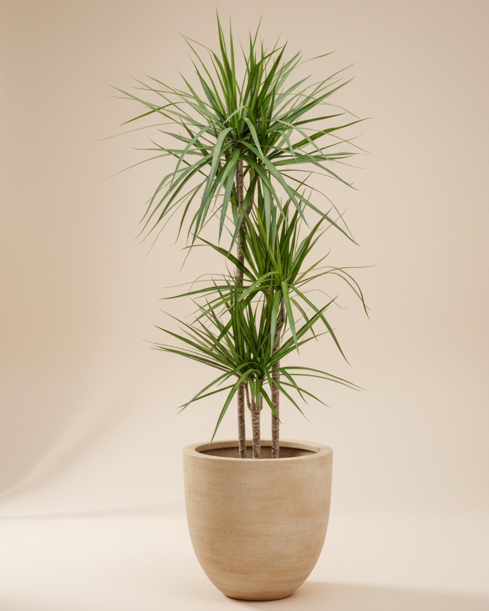 Dracaena Marginata Groß, ca. 140 cm hoch – 24,0 cm Topf