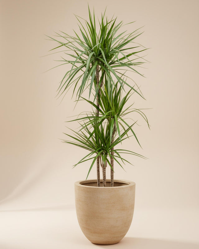 Dracaena Marginata Groß, ca. 140 cm hoch – 24,0 cm Topf