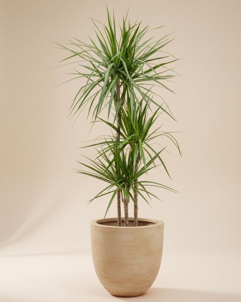 dracaena plant potting soil Dracaena Marginata XL