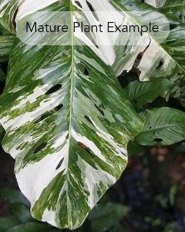 Monstera Lechleriana Variegata Small -  Plant Circle.