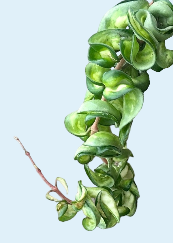 Hoya carnosa ‘Mauna Loa’ ('Lura Lei', 'Exotica')