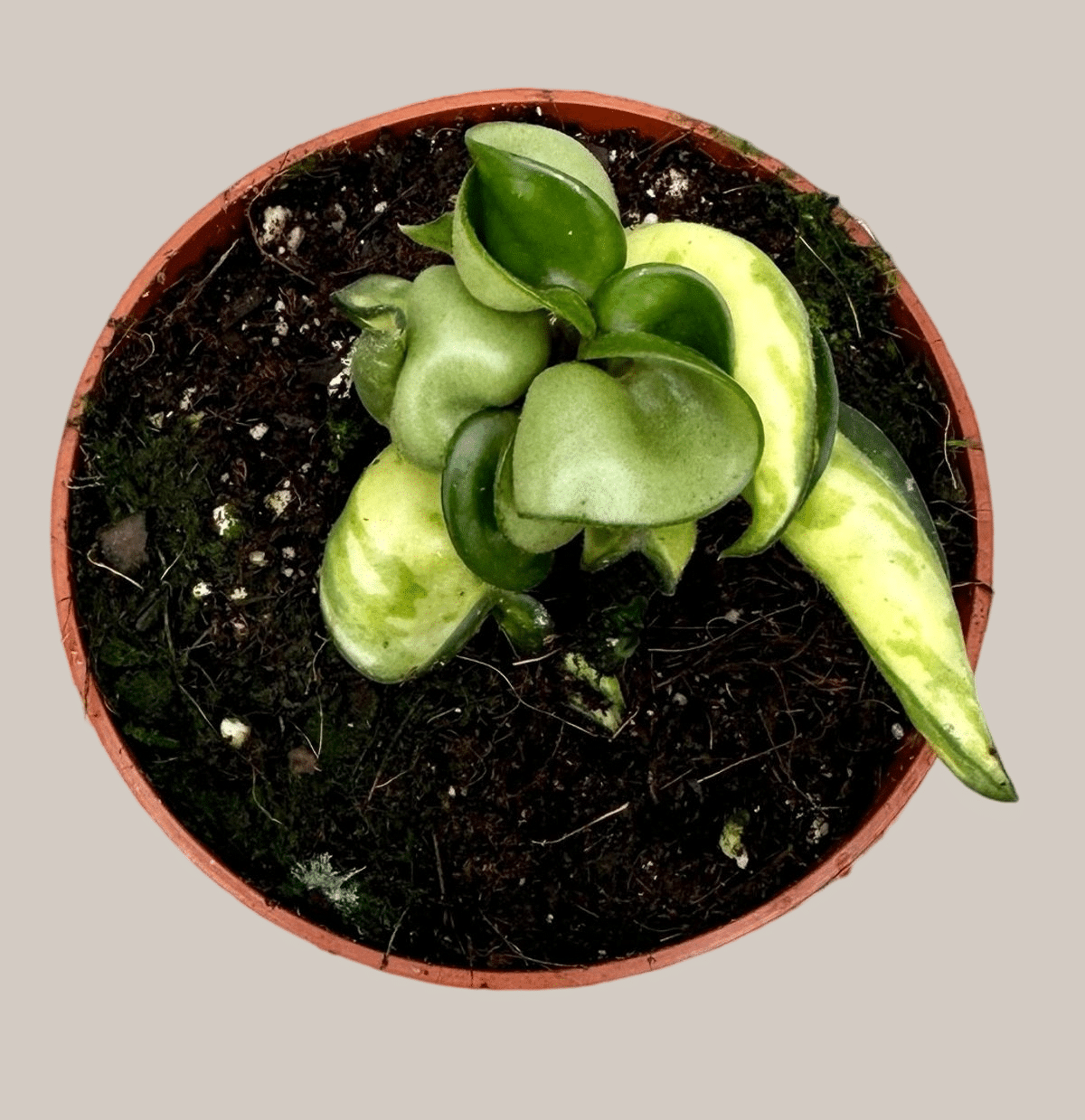 Hoya carnosa 'Compacta' variegata 'Mauna Loa' – Small, Approx. 10.0cm height – 10.5cm Pot Default Title 1