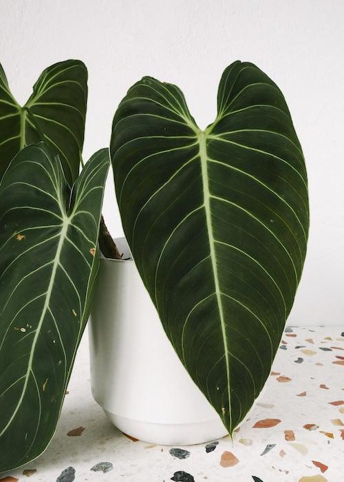 philodendron melanochrysum pink Philodendron Melanochrysum L with lush, velvety leaves
