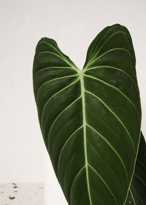 philodendron melanochrysum leaf