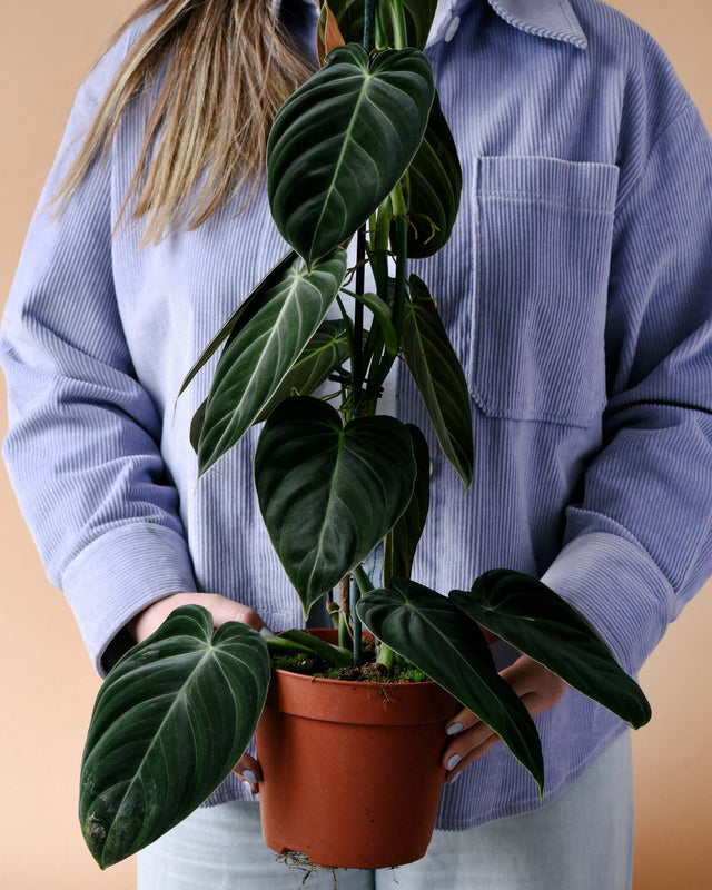 Healthy Philodendron Melanochrysum Large –  Approx. 70.0cm height – 21.0cm Pot. A perfect philodendron melanochrysum large –  approx. 70.0cm height – 21.0cm pot for your indoor houseplant collection.