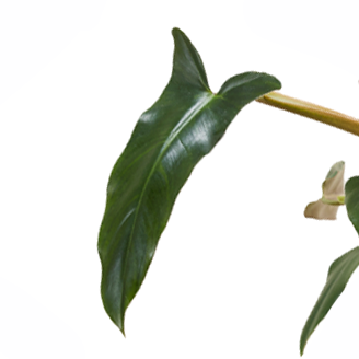 Philodendron Mexicanum Medium -  Plant Circle.