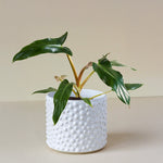 Philodendron Mexicanum Medium