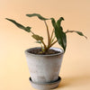 Philodendron Mexicanum Medium