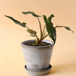 Philodendron Mexicanum Medium