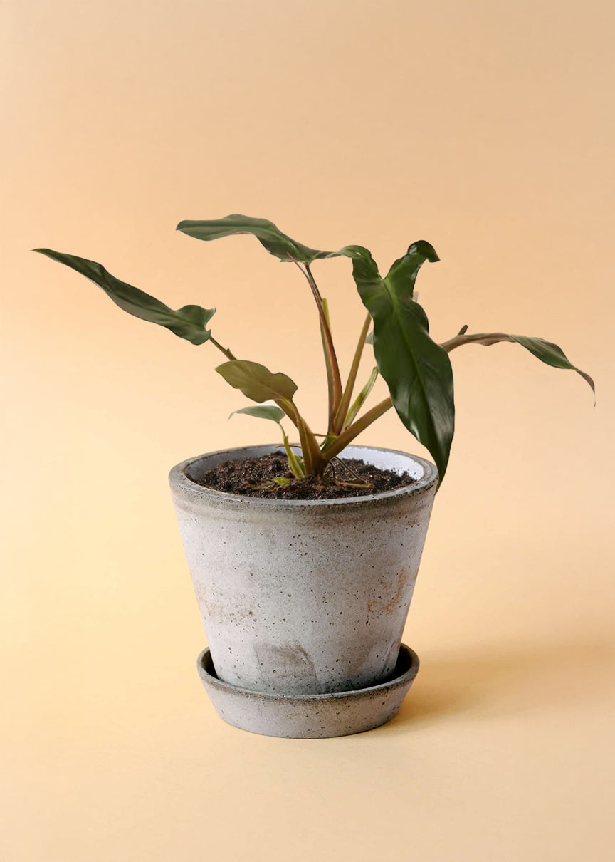 Philodendron Mexicanum Medium -  Plant Circle.