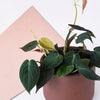 Potted philodendron micans on a white surface with a beige square object