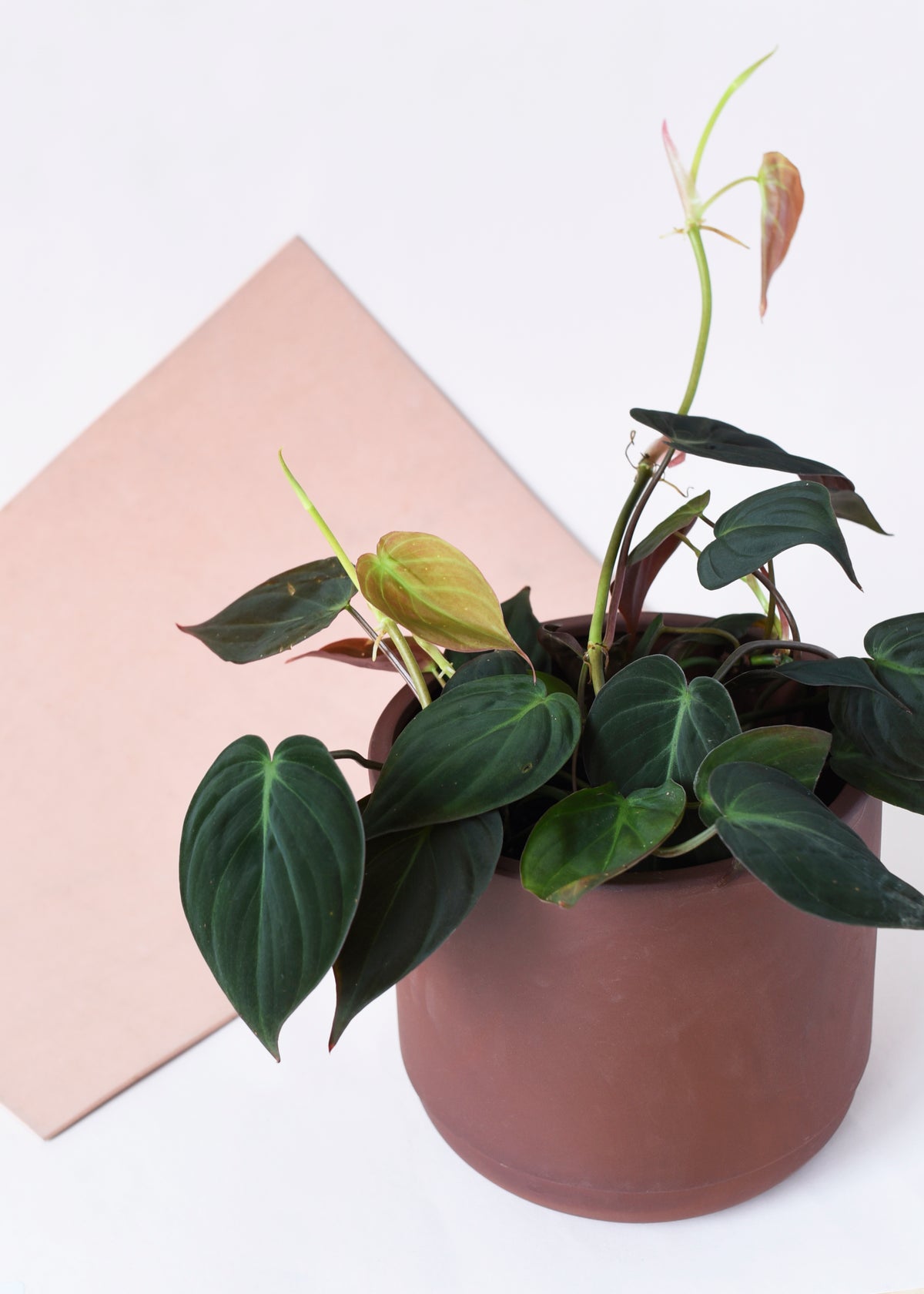 Potted philodendron micans on a white surface with a beige square object