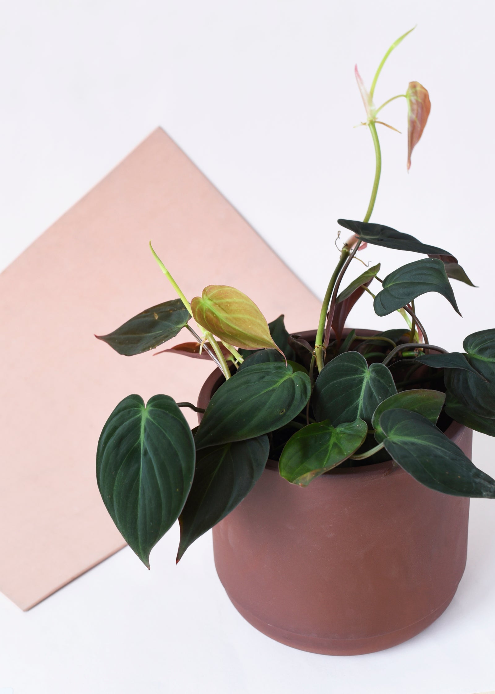 Potted philodendron micans on a white surface with a beige square object