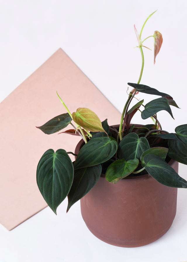 Potted philodendron micans on a white surface with a beige square object