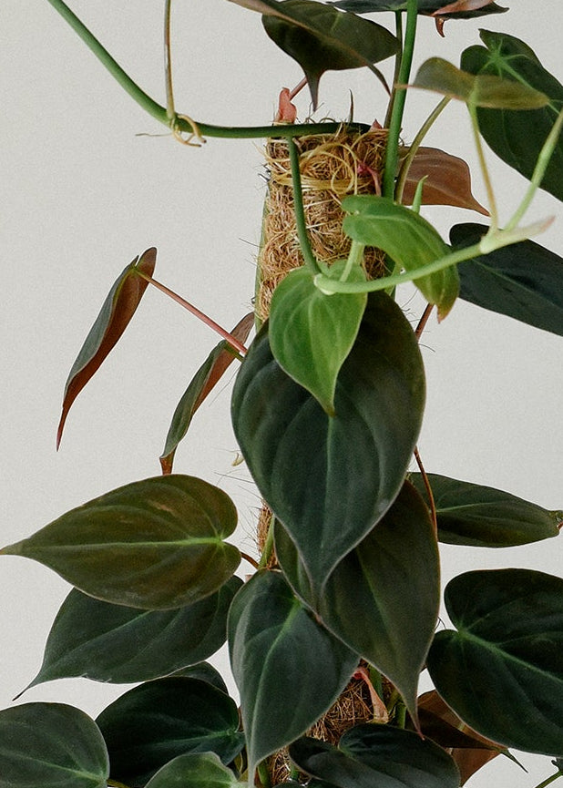 close up of a philodendron micans attached to a coco coir pole for vertical growth