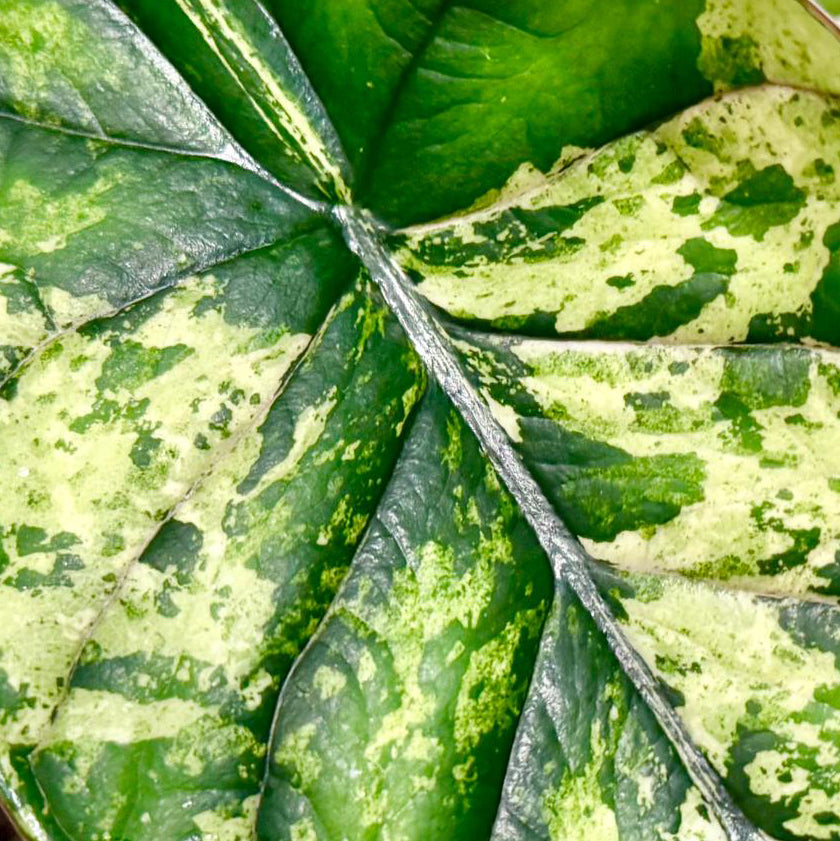 Alocasia baginda 'Dragon scale' Mint Variegata Medium by Plant Circle – Medium, Approx. 25cm height by Plant Circle – 12.0cm Pot