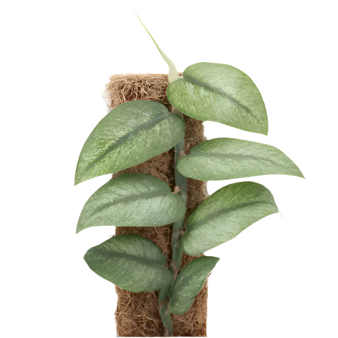 Rhaphidophora hongkongensis 'Mint' Variegata