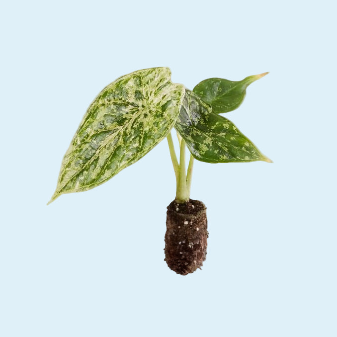 Alocasia baginda 'Dragon scale' Mint Variegata XS Baby (Plug Size