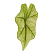 Alocasia ‘Jacklyn Ghost’ (‘Mint’) Baby