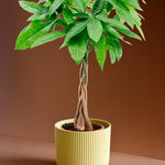 Pachira Aquatica aka Money Tree L – Large, Approx. 80.0cm height – 19.0cm Pot