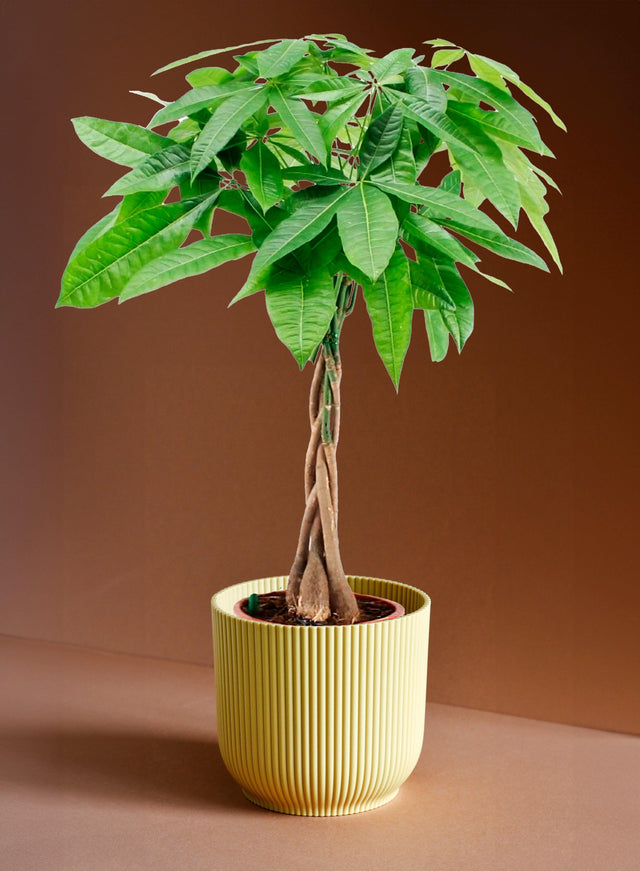 Pachira Aquatica aka Money Tree L – Large, Approx. 80.0cm height – 19.0cm Pot -  Plant Circle.