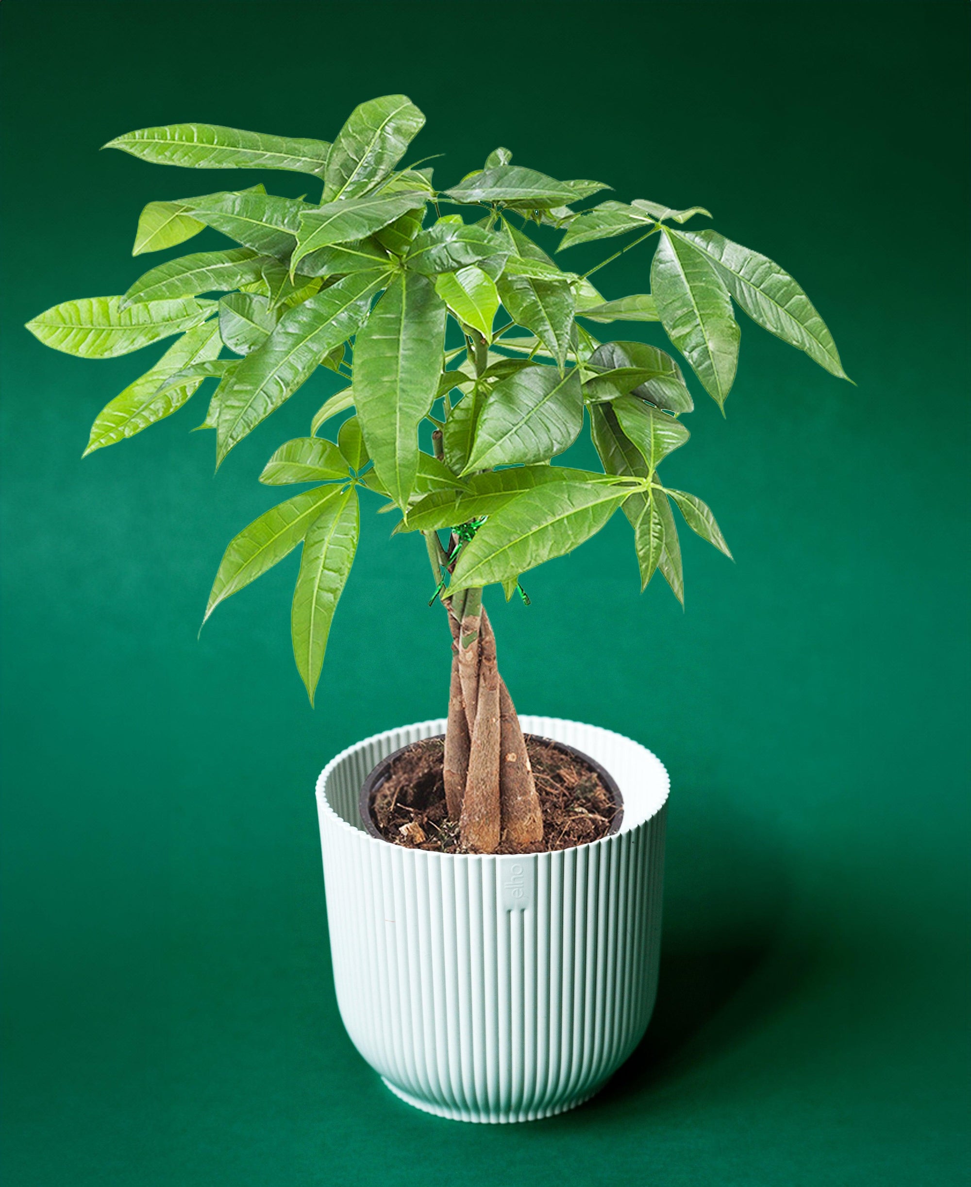 Pachira Aquatica aka Money Tree – Medium, Approx. 45.0cm height – 12.0cm Pot