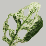 Monstera Adansonii 'Frozen Freckles'