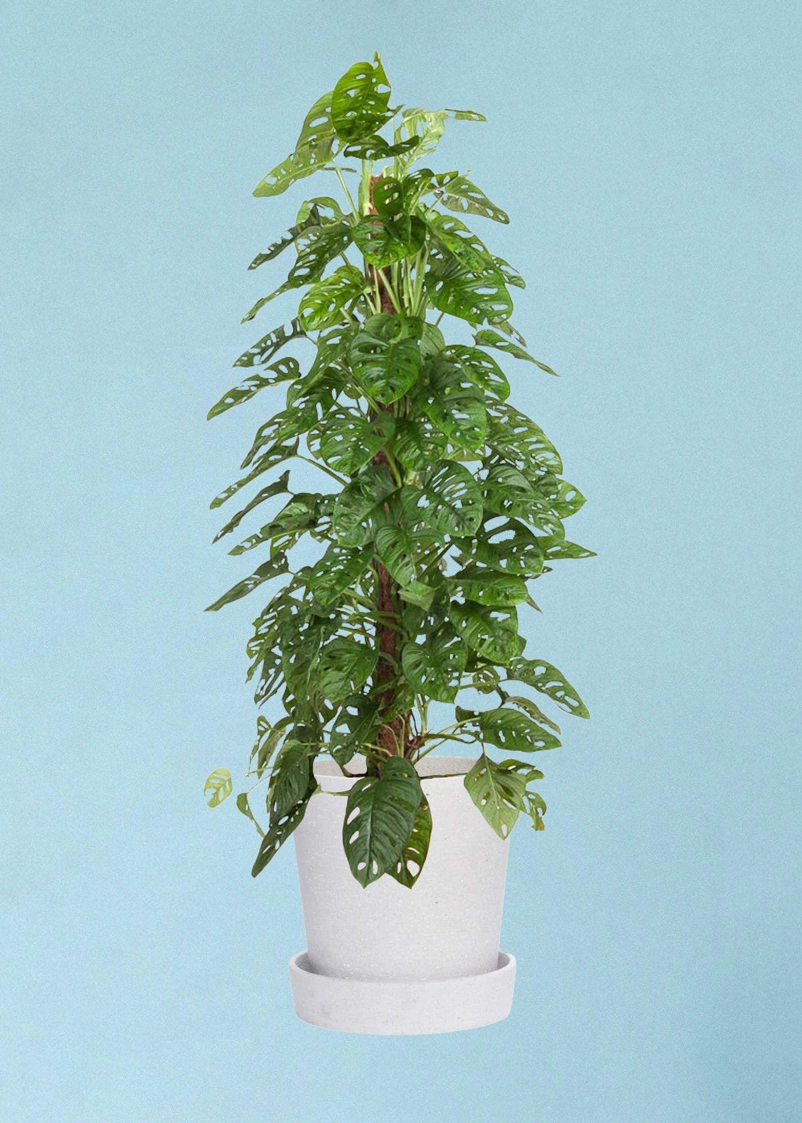 Monstera Adansonii XL – XL, Approx. 160.0cm height – 27.0cm Pot Default Title 1