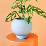 Monstera Adansonii Mint Baby Default Title 1