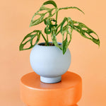 Healthy Monstera Adansonii Mint M. A perfect monstera adansonii mint m for your indoor houseplant collection.