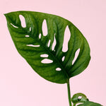 Healthy Monstera Adansonii Baby. A perfect monstera adansonii baby for your indoor houseplant collection.