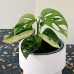 Monstera Adansonii Variegata