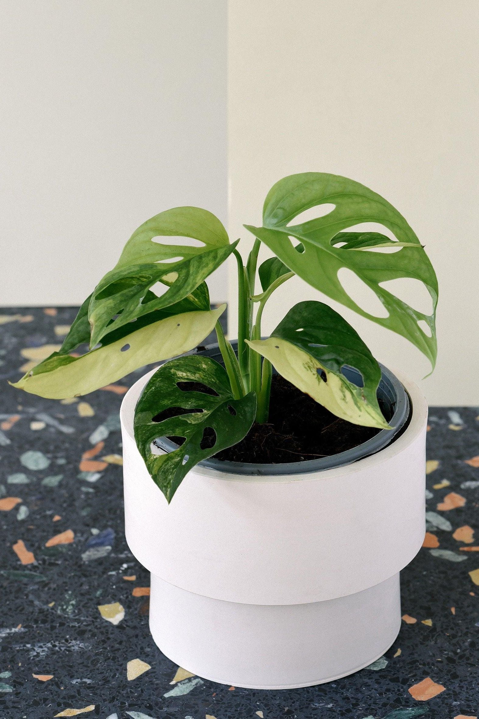 Monstera Adansonii Variegata