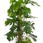 xxl potted monstera deliciosa supported on a moss pole with large leaves on a white background