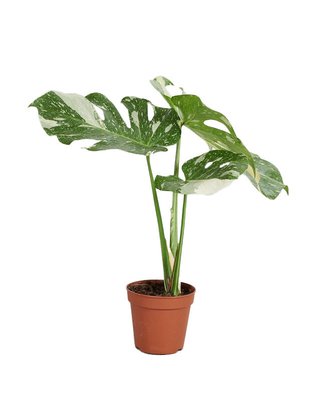 Potted monstera deliciosa thai constellation with large green leaves on a white background
