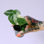 Monstera deliciosa 'Thai Constellation' Baby