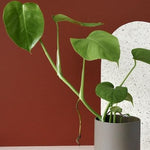 Monstera Deliciosa S – Medium, Approx. 40.0cm height – 12.0cm Pot Default Title 1